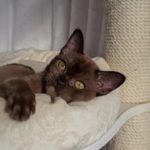 Котенок бурмы: Соболиная девочка коричневого цвета 3 месяца - Фото 2 спереди