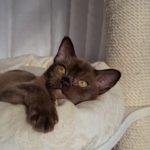 Котенок бурмы: Соболиная девочка коричневого цвета 3 месяца - смотрим вверх