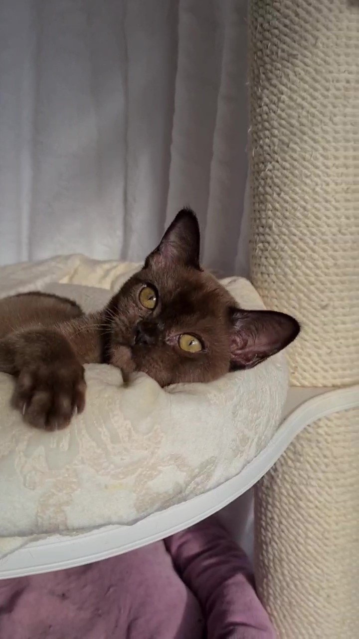 Котенок бурмы: Соболиная девочка коричневого цвета 3 месяца - Фото 2 спереди