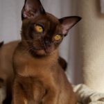 Котенок бурмы: Соболиный мальчик коричневого цвета 3,5 месяца - Фото спереди повернута голова