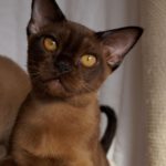 Котенок бурмы: Соболиный мальчик коричневого цвета 3,5 месяца - Фото смотрит вверх