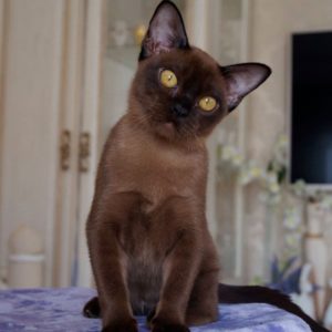 Котенок бурмы: Соболиный мальчик коричневого цвета 4 месяца - Фото смотрит прямо