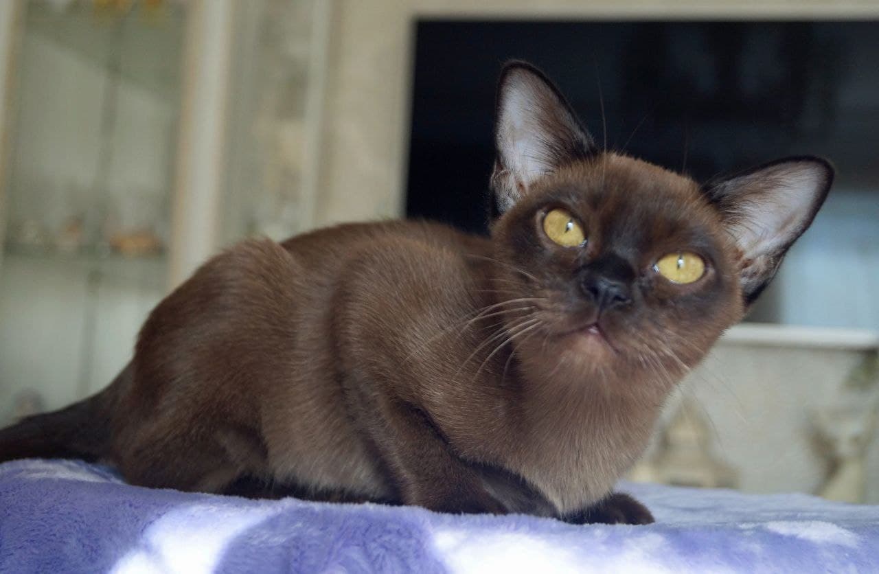 Котенок бурмы: Соболиный мальчик коричневого цвета 4 месяца - Фото сидит смотрит прямо