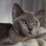 Котенок бурмы: Мальчик жемчужно-голубой 3,5 месяца - Фото спереди